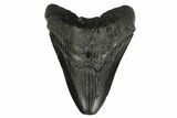 Bargain, Partial Megalodon Tooth - South Carolina #145275-1
